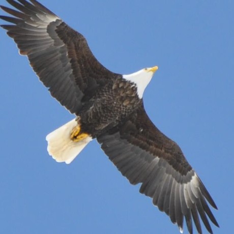 Bald Eagle photo by Wayne Fidler