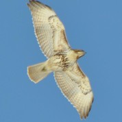 Red-tailed Hawk photo by W. Fidler