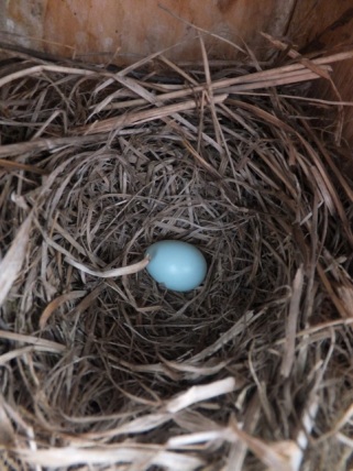 The first Eastern Bluebird egg of the year.