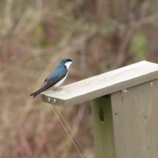 Tree Swallows are defending, but not building yet.